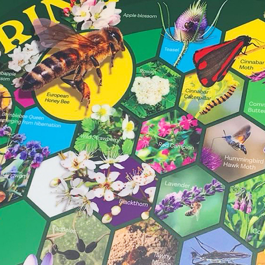 Close-up of wildlife photographs showing pollinators, plants and habitats on the interpretation panel