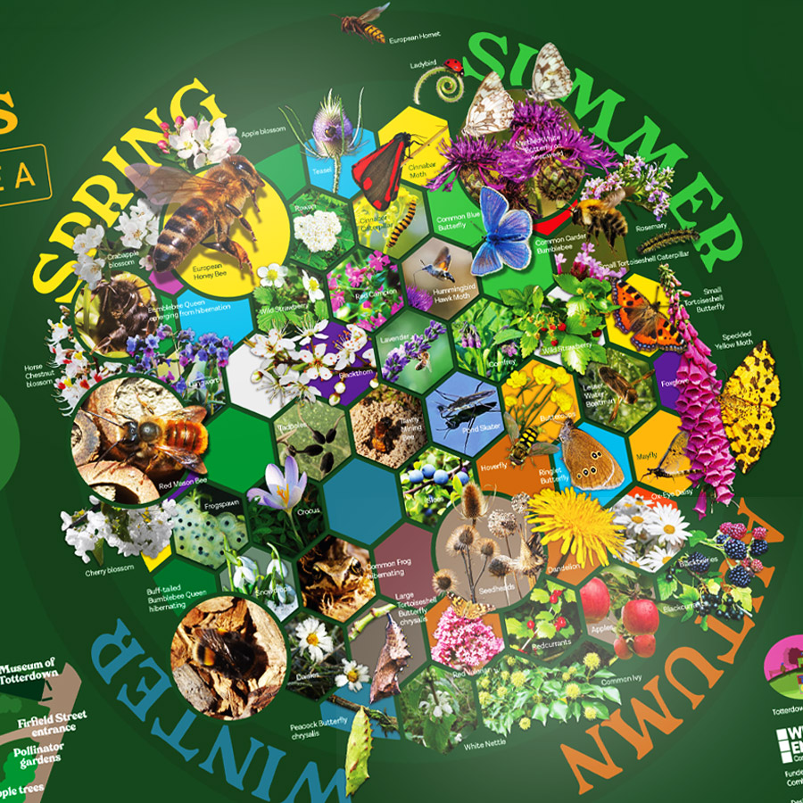 Close-up of the seasonal pollinator wheel showing flowers, insects and habitats