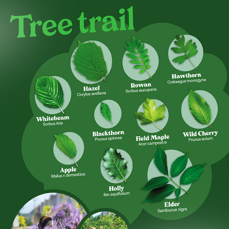 Tree trail identification graphics on the Pollinator Project interpretation panel