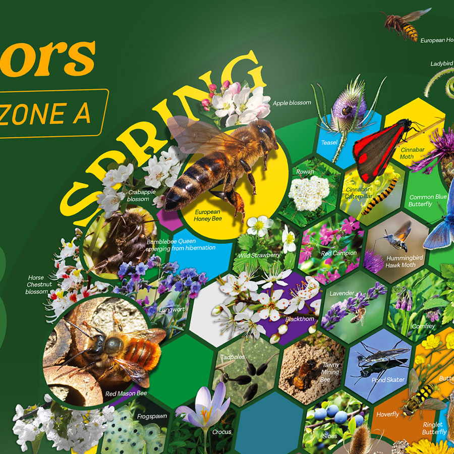 Spring wildlife illustrations from the Pollinator Project interpretation panel