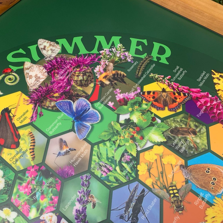Summer wildlife illustrations from the Pollinator Project interpretation panel