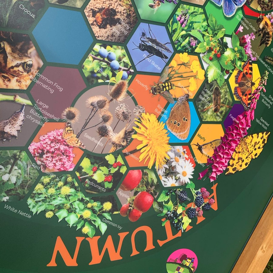 Autumn wildlife illustrations from the Pollinator Project interpretation panel